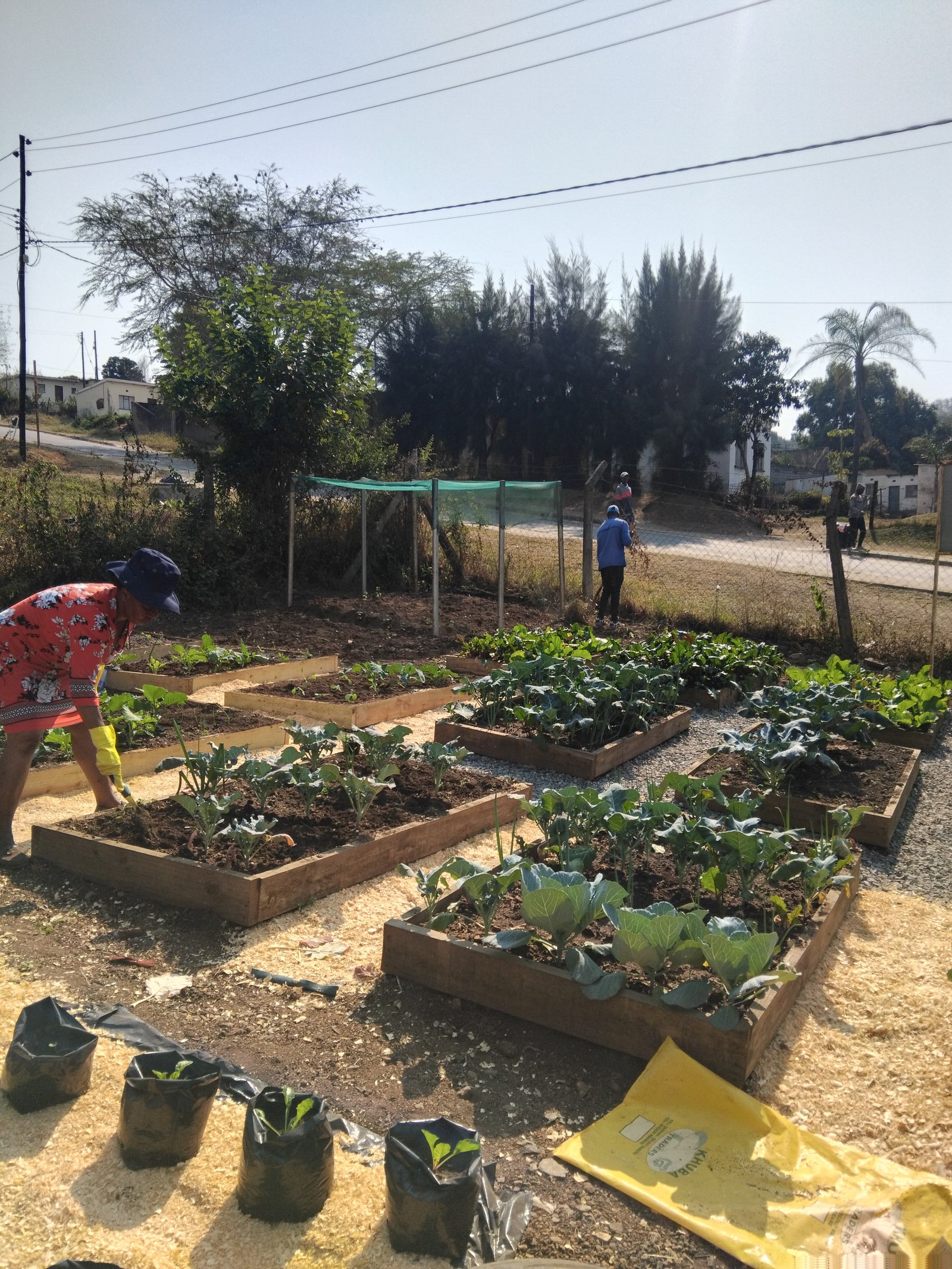 Crops under green shade netting with drip irrigation in Eswatini urban garden
