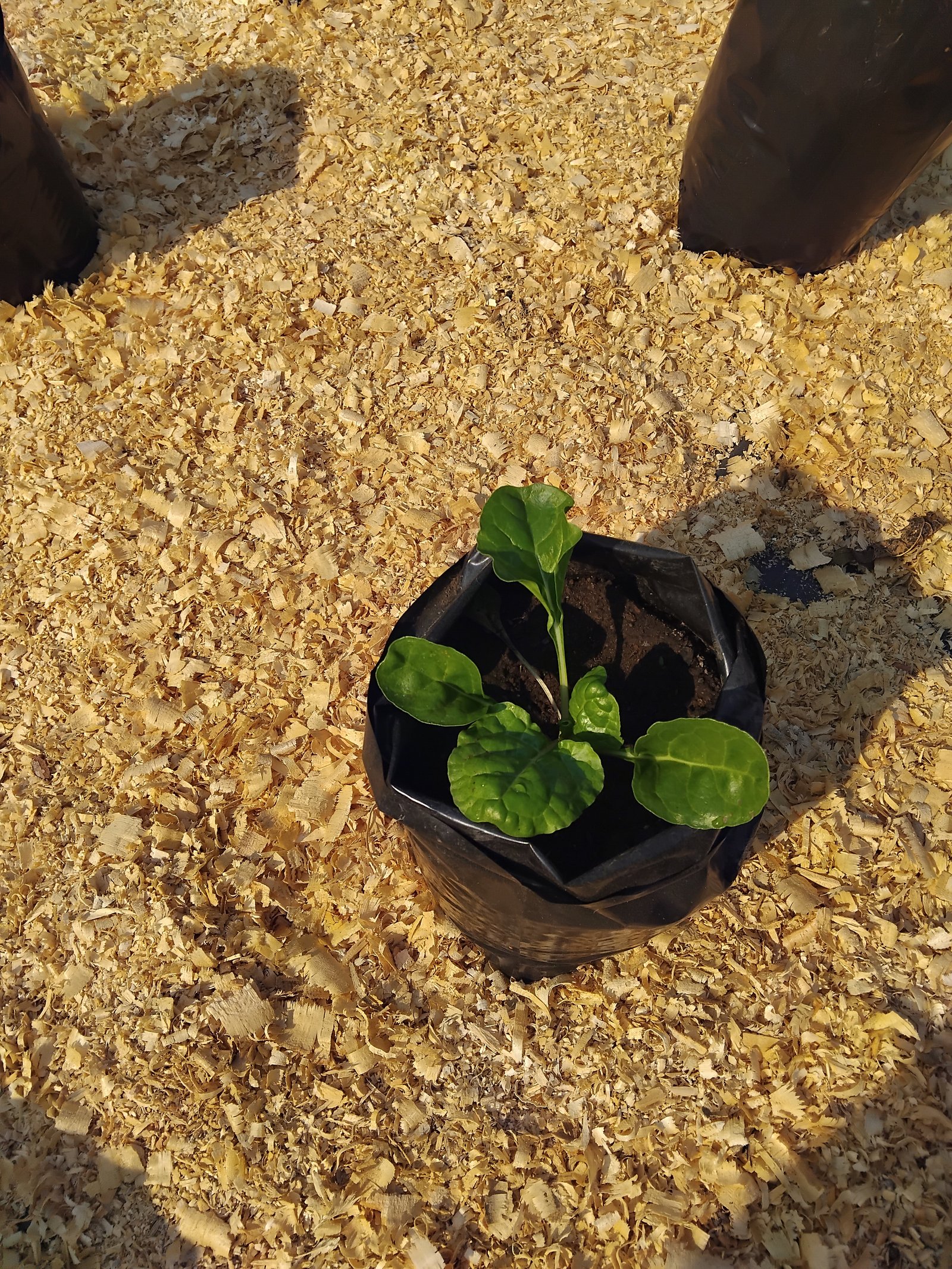 Agroecological farming in grow bags